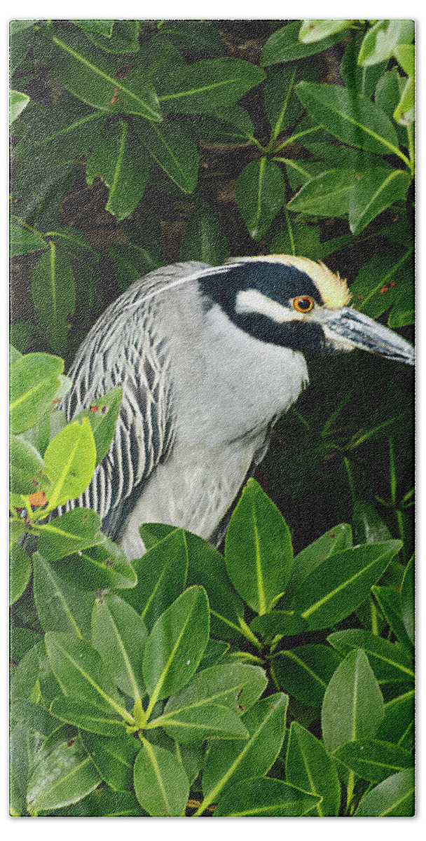 Bird Hand Towel featuring the photograph Yellow-Crowned Night-Heron in Mangrove by Bob Slitzan