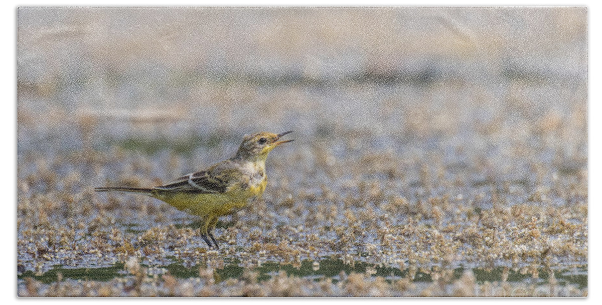 Animal Hand Towel featuring the photograph Yellow crowned wagtail juvenile by Jivko Nakev
