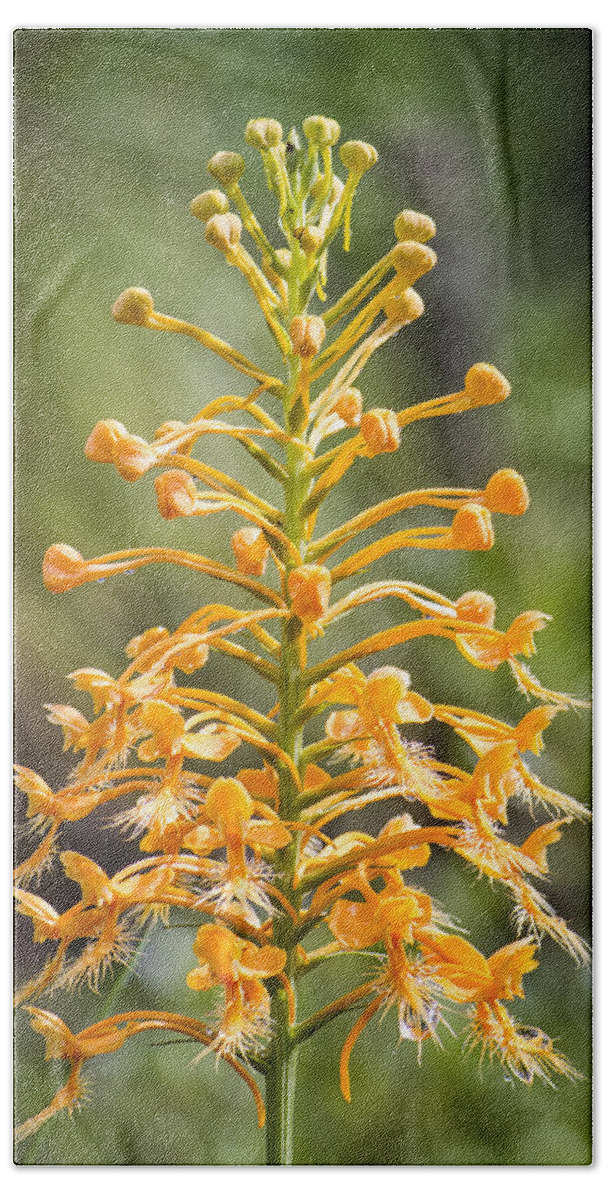 Wild Bath Towel featuring the photograph Yellow Fringed Orchid by Bob Decker