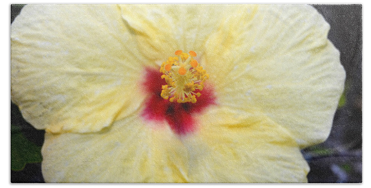Flower Bath Towel featuring the photograph Yellow Red Hibiscus 1 by Amy Fose