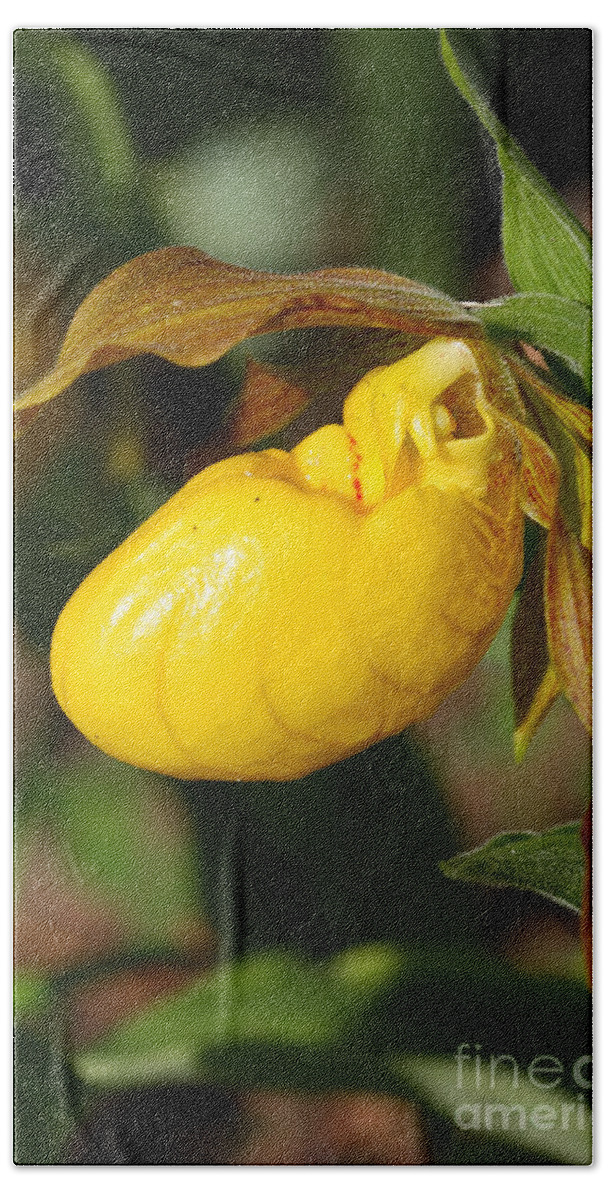 Flower Bath Towel featuring the photograph Yellow Lady's Slipper by Teresa Zieba