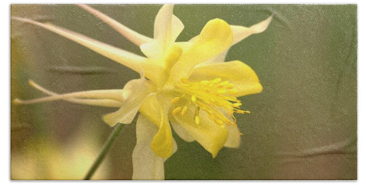 Aquilegia Hand Towel featuring the photograph Yellow Mellow by Amy Gallagher