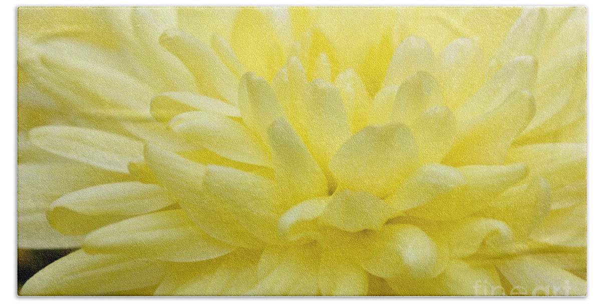 Yellow Bath Towel featuring the photograph Yellow Mum by Jim Gillen