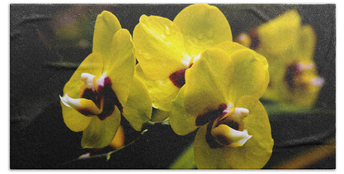 Bonnie Follett Bath Towel featuring the photograph Yellow Orchids by Bonnie Follett