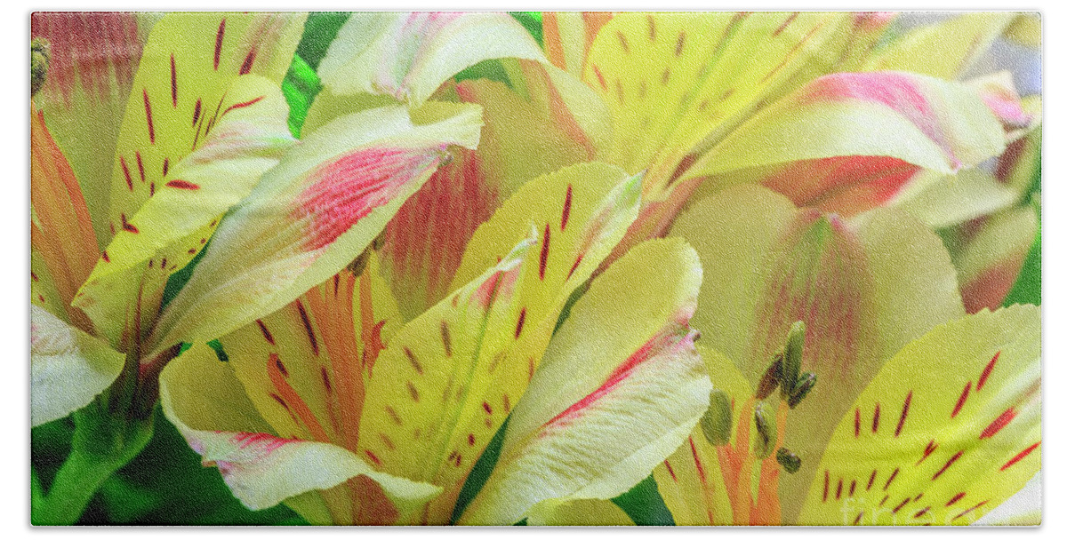 Peruvian Lilies Bath Towel featuring the photograph Yellow Peruvian Lilies In Bloom by Richard J Thompson