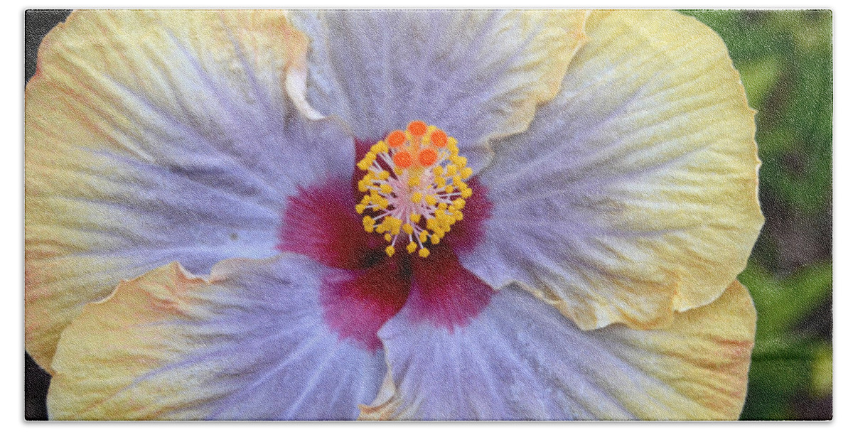 Flower Bath Towel featuring the photograph Yellow Purple Hibiscus 2 by Amy Fose
