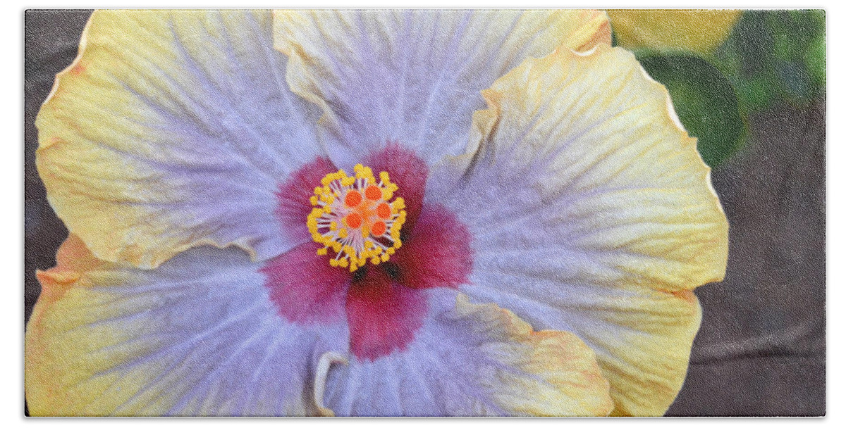 Flower Bath Towel featuring the photograph Yellow Purple Hibiscus 3 by Amy Fose
