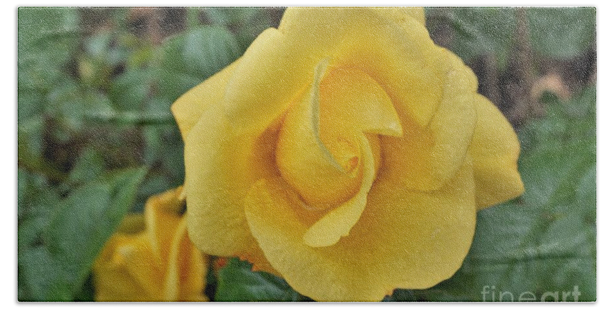 Rose Bath Towel featuring the photograph Yellow rose by Merle Grenz