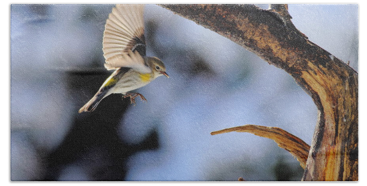 Yellow-rumped Warbler Bath Towel featuring the photograph Yellow-rumped Warbler Landing by Daniel Reed