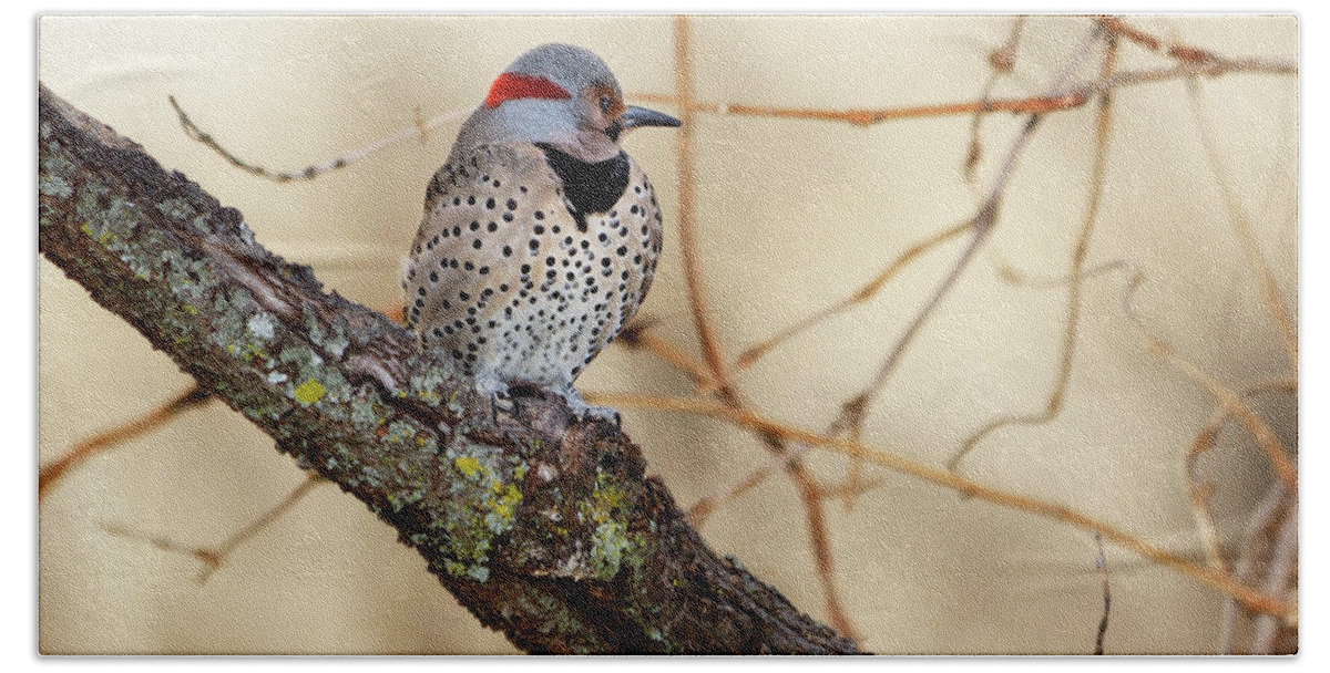 Northern Flicker Bath Towel featuring the photograph Yellow-shafted Northern Flicker by Betty LaRue