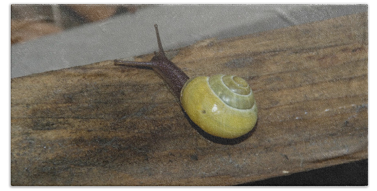 Yellow- Tailed Snail Hand Towel featuring the photograph Yellow Snail by Ee Photography