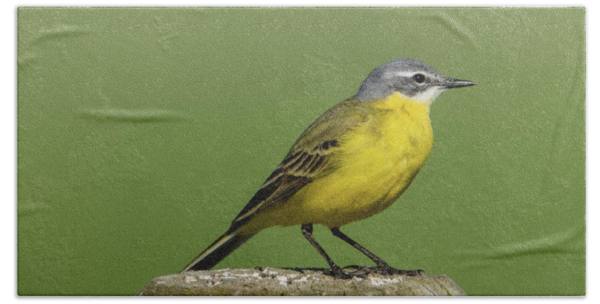 Yellow Wagtail Bath Towel featuring the photograph Yellow Wagtail perching on the roundpole a close-up by Torbjorn Swenelius