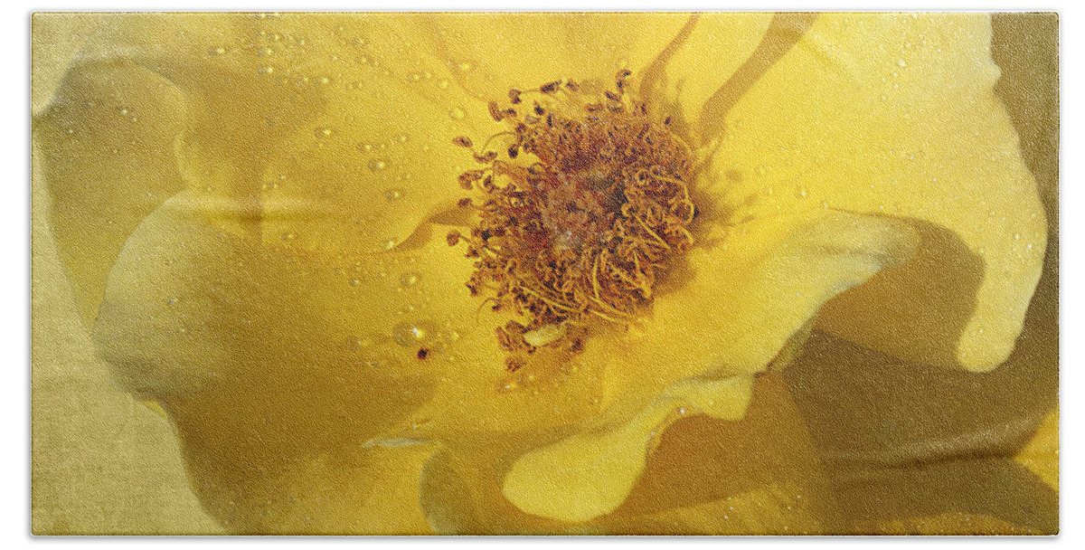 Rose Bath Towel featuring the photograph Yellow Wild Rose by Phyllis Denton