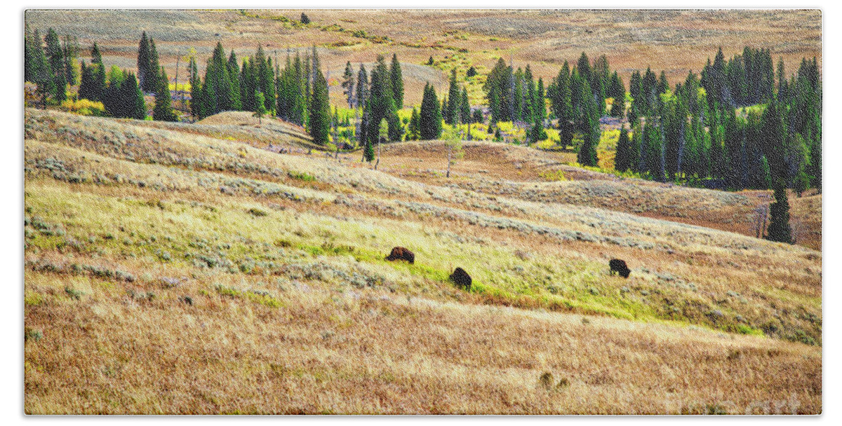 Small Group Of Animals Bath Towel featuring the photograph Yellowstone Bison in Autumn by Bruce Block