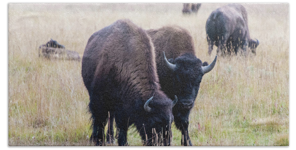 Bison Bath Towel featuring the photograph Yellowstone Bison by Jennifer Ancker