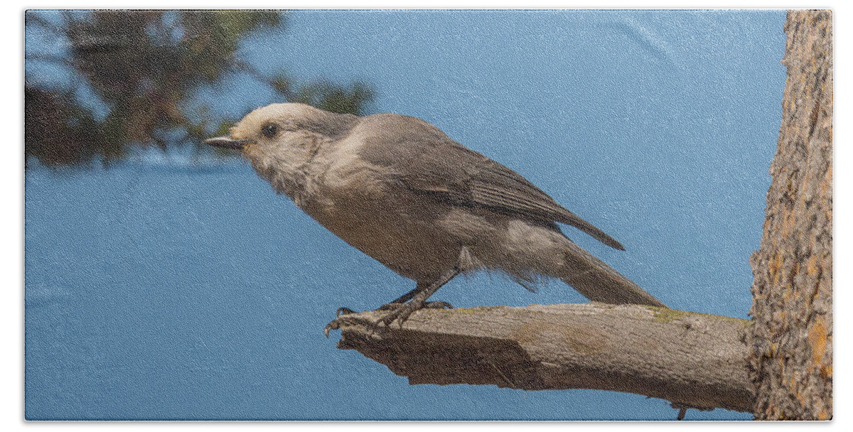 Grey Jay Bath Towel featuring the photograph Yellowstone Grey Jay by Yeates Photography