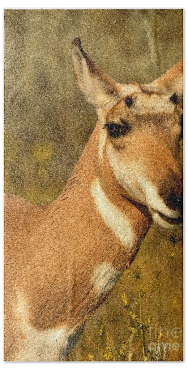 Pronghorn Bath Towel featuring the photograph Yellowstone Pronghorn Portrait by Adam Jewell