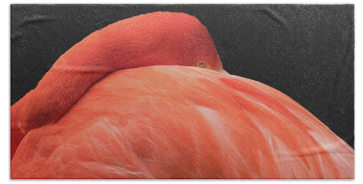Flamingo Bath Towel featuring the photograph You Can Learn A Lot By Watching by Holly Ross