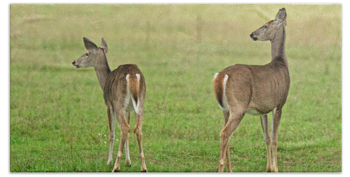 Deer Bath Towel featuring the photograph You Got Our Attention by Michael Peychich