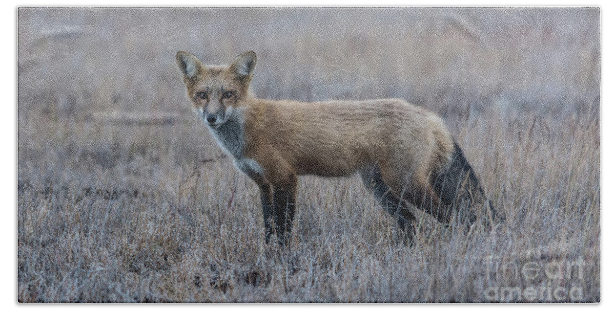 Fox Bath Towel featuring the photograph You Talkin' to Me? by John Greco