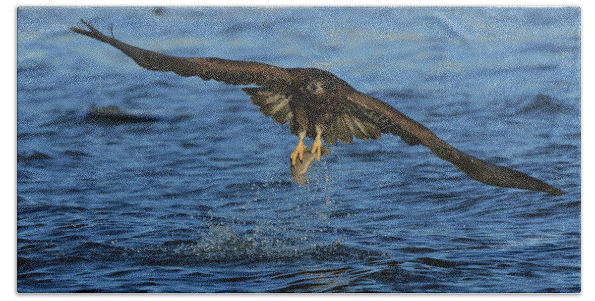 Eagle Bath Towel featuring the photograph Young Bald Eagle catching fish by Coby Cooper