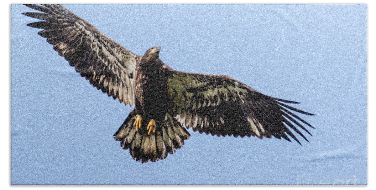 Bald Eagle Bath Towel featuring the photograph Young Bald Eagle Flight by Eleanor Abramson