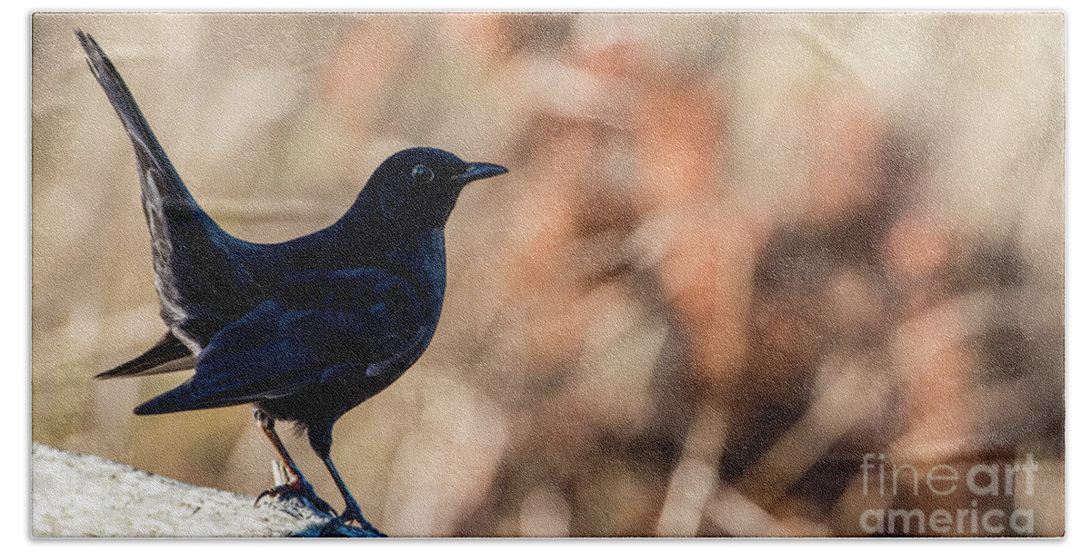 Blackbird Bath Towel featuring the photograph Young Blackbird's Profile by Torbjorn Swenelius