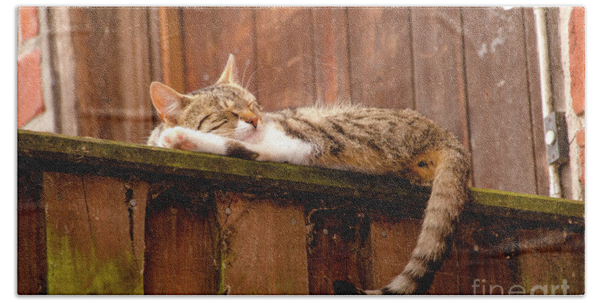 Home Bath Towel featuring the photograph Young cat laying on a wooden wall by Amanda Mohler