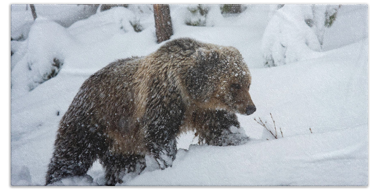 Mark Miller Photos Bath Towel featuring the photograph Young Grizzly in Blizzard by Mark Miller