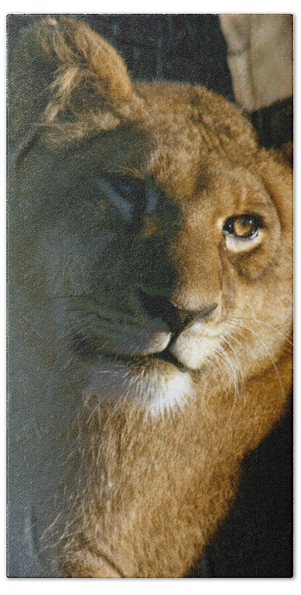 Lion Bath Towel featuring the photograph Young Lion by Karen Zuk Rosenblatt