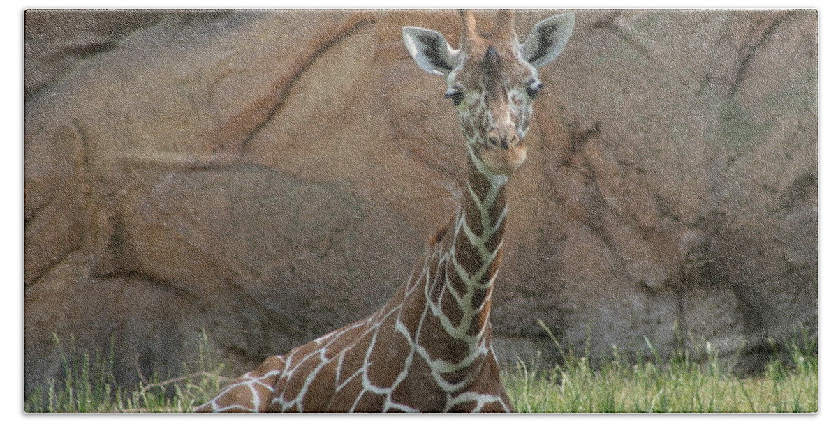 Nashville Zoo Bath Towel featuring the photograph Young Masai Giraffe by Valerie Collins