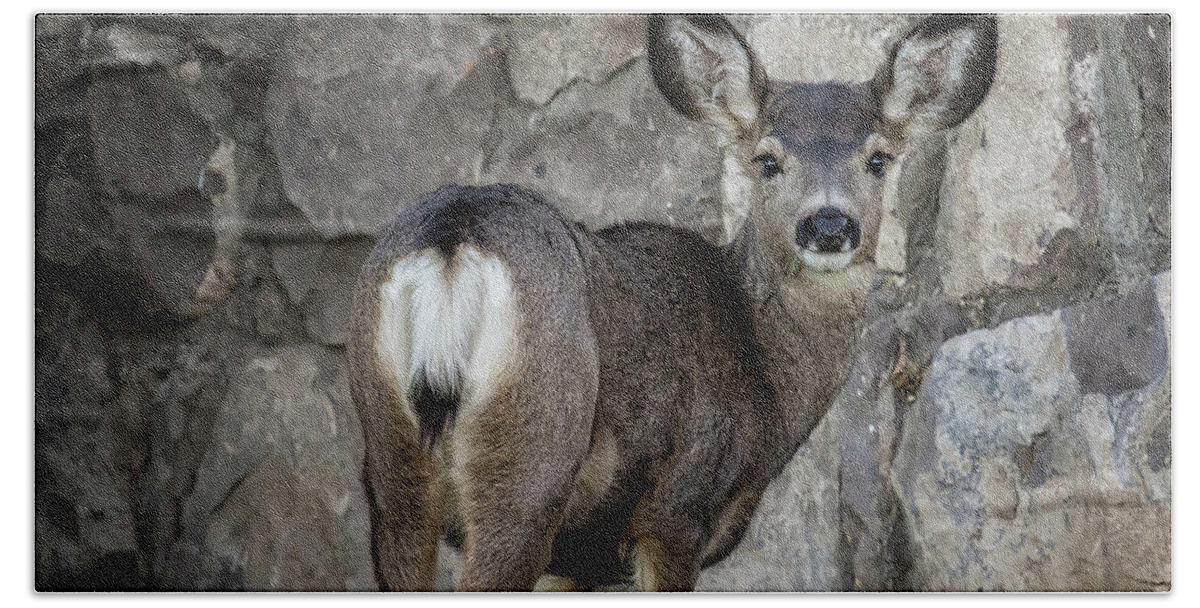 Mule Deer Hand Towel featuring the photograph Young Mule Deer by Belinda Greb