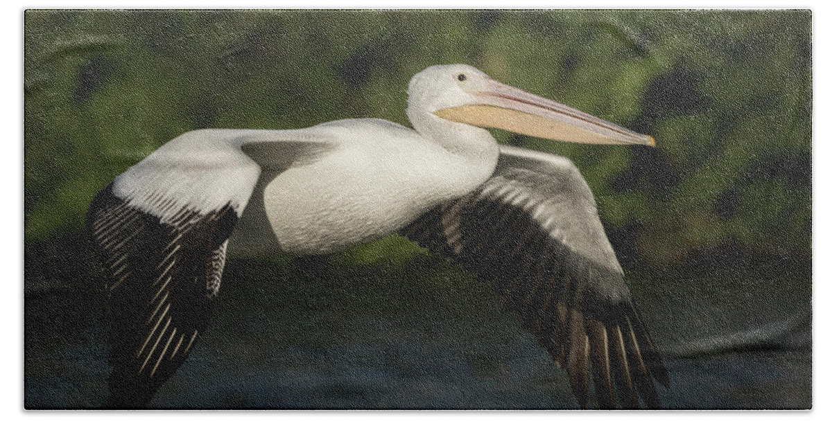 American White Pelican Hand Towel featuring the photograph Young Pelican 2016-1 by Thomas Young