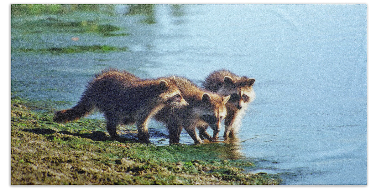 Raccoon Bath Towel featuring the photograph Young Raccoons by Ted Keller