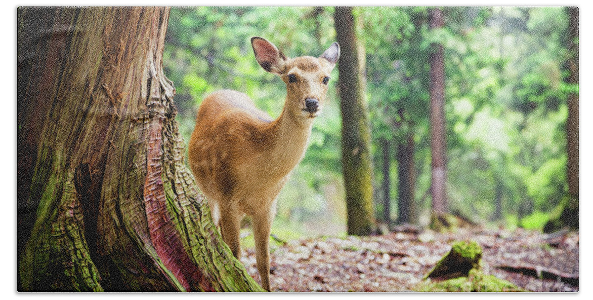 Nara Bath Towel featuring the photograph Young sika deer in Nara Park by Jane Rix