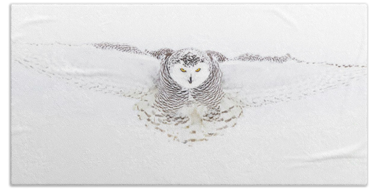 Snowy Owl Bath Towel featuring the photograph Young Snowy in Flight by Todd Bielby