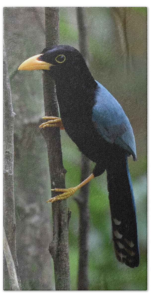 Jay Bath Towel featuring the photograph Yucatan Jay by Ben Foster