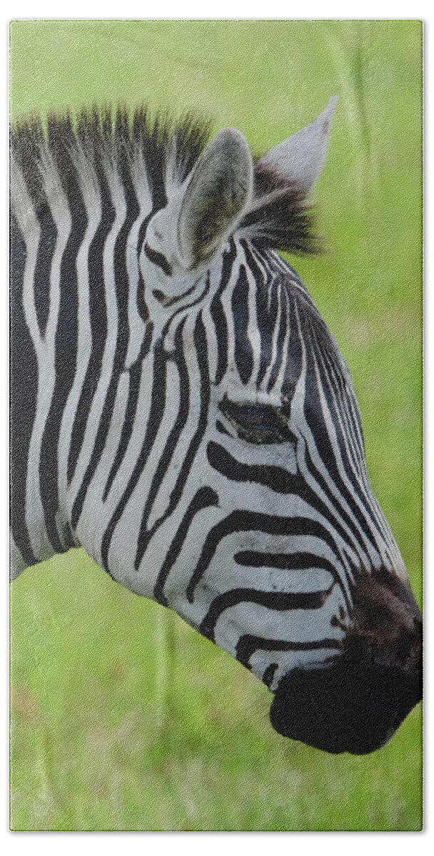 Zebra Hand Towel featuring the photograph Zebra Head Profile on Savannnah by Artful Imagery