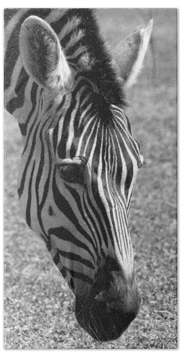 Zebra Hand Towel featuring the photograph Zebra Portrait by Sabrina L Ryan