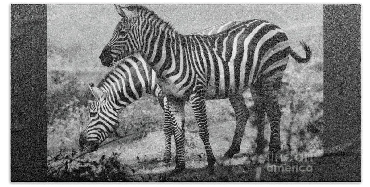 Animals Hand Towel featuring the photograph Zebra's In Black and White by Sandra Huston