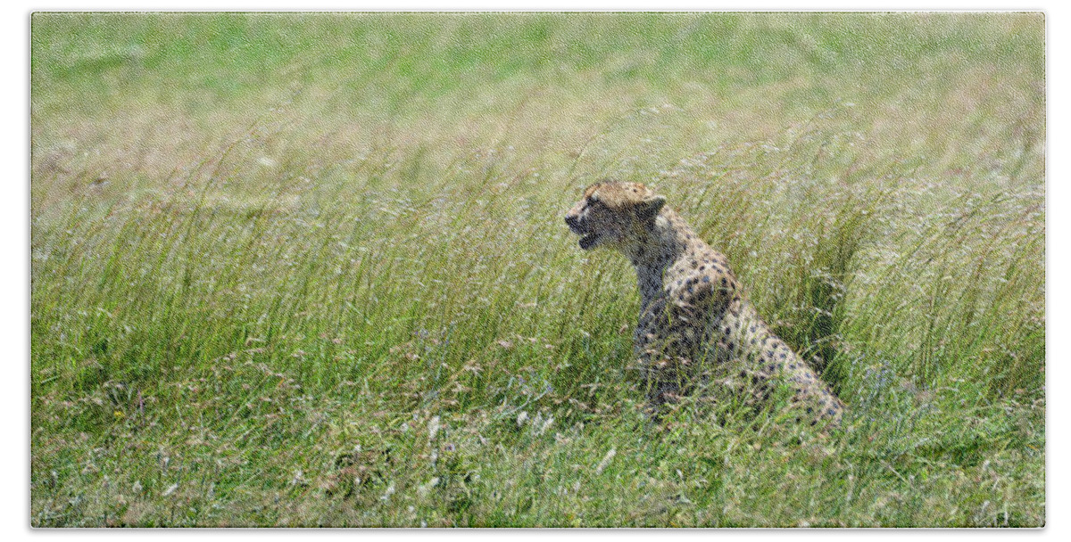 Cheetah Hand Towel featuring the photograph Zero to Sixty in Three Seconds by Carolyn Mickulas