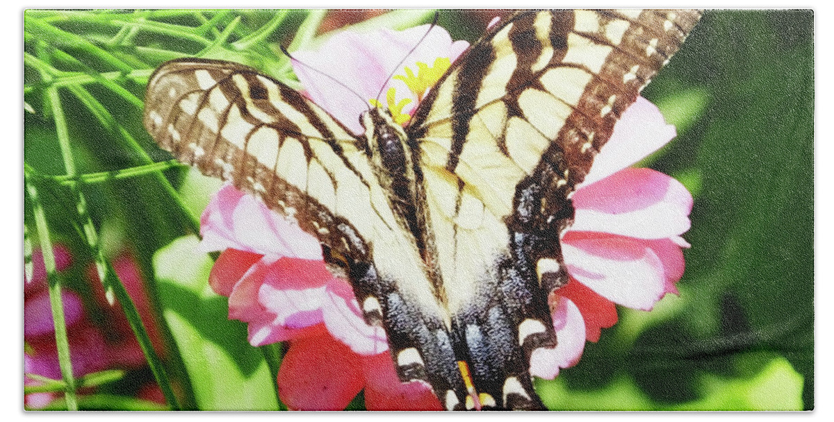 Butterfly Bath Towel featuring the photograph Zinnia 80 Tiger Swallowtail by Lizi Beard-Ward