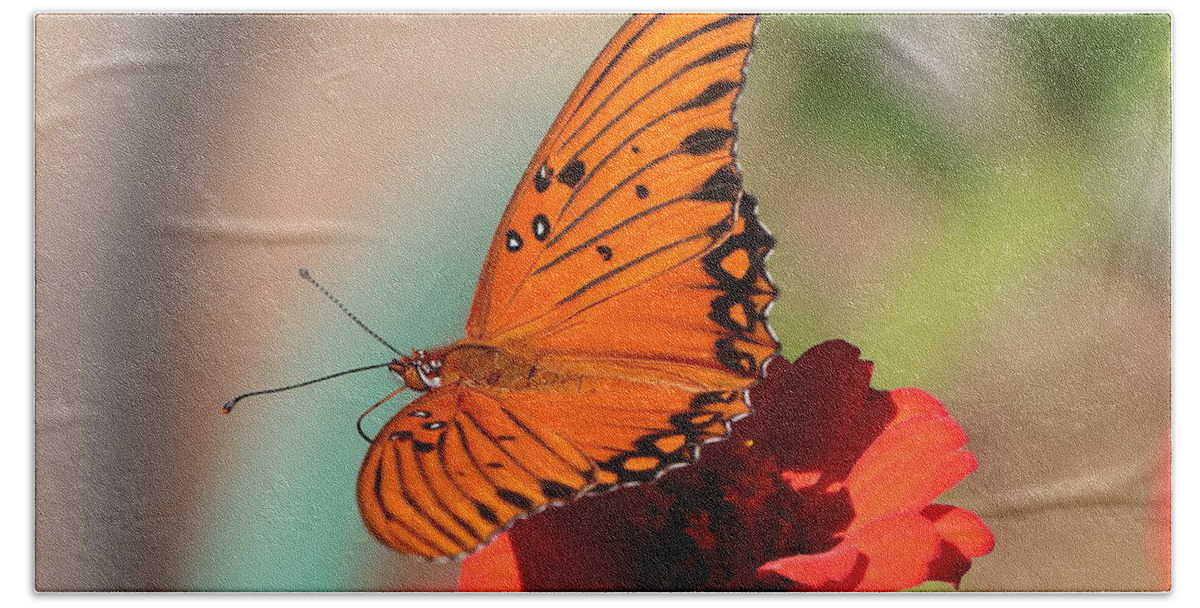Flower Bath Towel featuring the photograph Zinnia with Butterfly 2669 by John Moyer