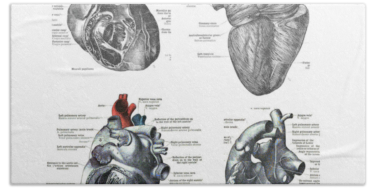 Heart Bath Towel featuring the photograph 4 Views Of The Human Heart #1 by Steve Estvanik