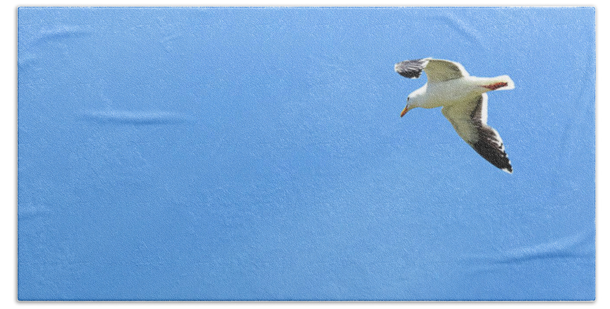 Adult Hand Towel featuring the photograph Adult Western gull seagull flying gliding soaring Larus Occident #1 by Robert C Paulson Jr