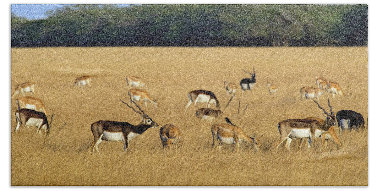 Animal Hand Towel featuring the photograph Blackbuck, Herd With Males And Females, Velavadar National #1 by Axel Gomille / Naturepl.com