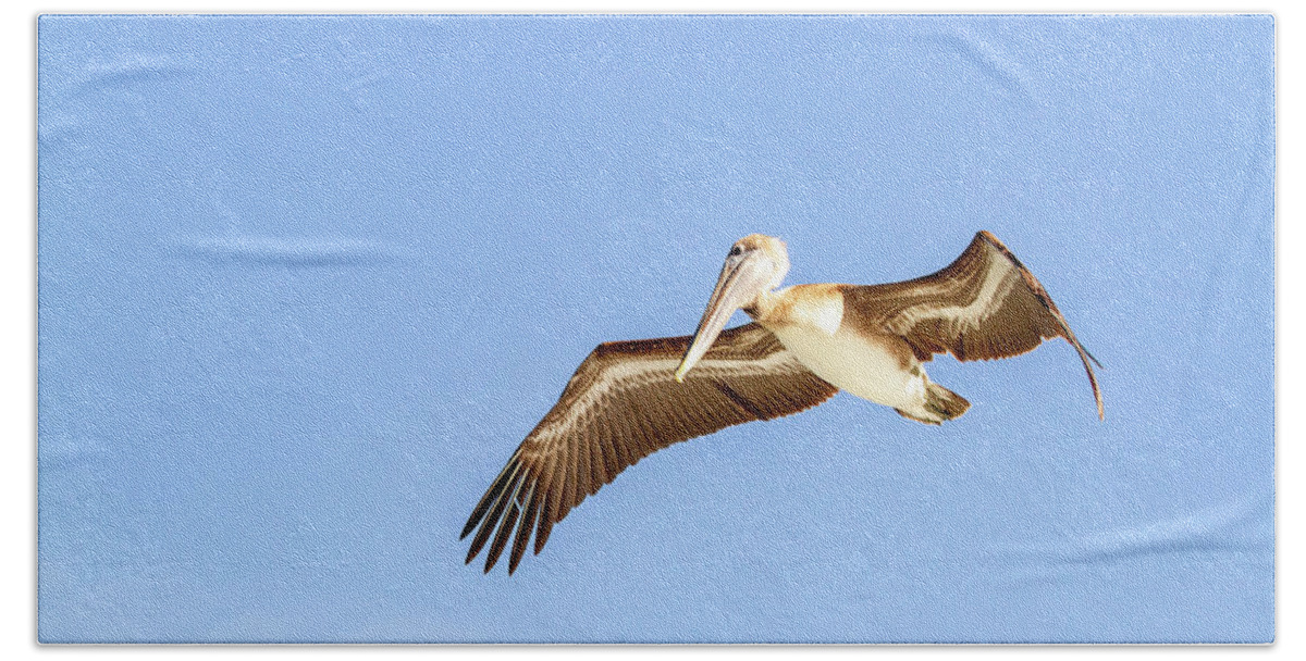 Chesapeake Hand Towel featuring the photograph Brown Pelican #1 by Karen Foley