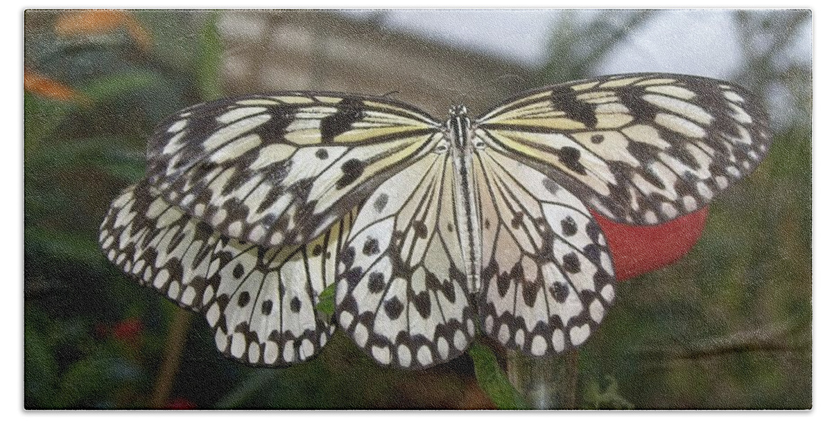 Butterfly Bath Towel featuring the photograph Butterfly 2 #1 by Charles HALL