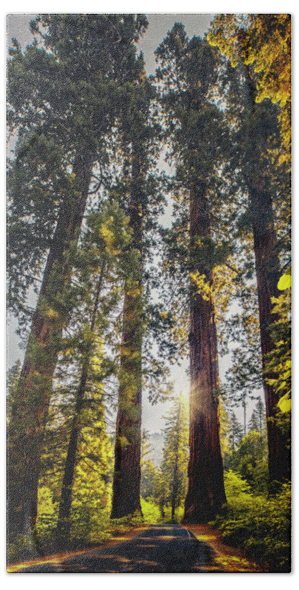 Estock Hand Towel featuring the digital art California, Sequoia National Park, Sequoia Trees #1 by Claudia Uripos