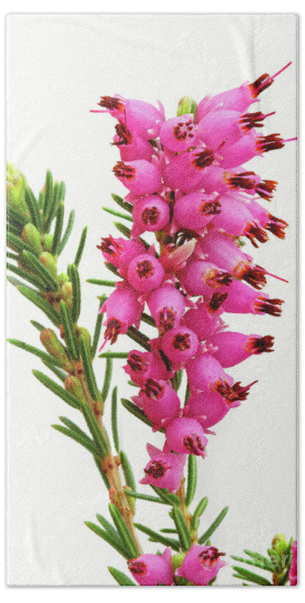 Furzey Hand Towel featuring the photograph pink flowers Furzey heather by Robert C Paulson Jr